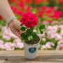 Geranium – Mojo Cranberry Splash – 4.5″ Pot